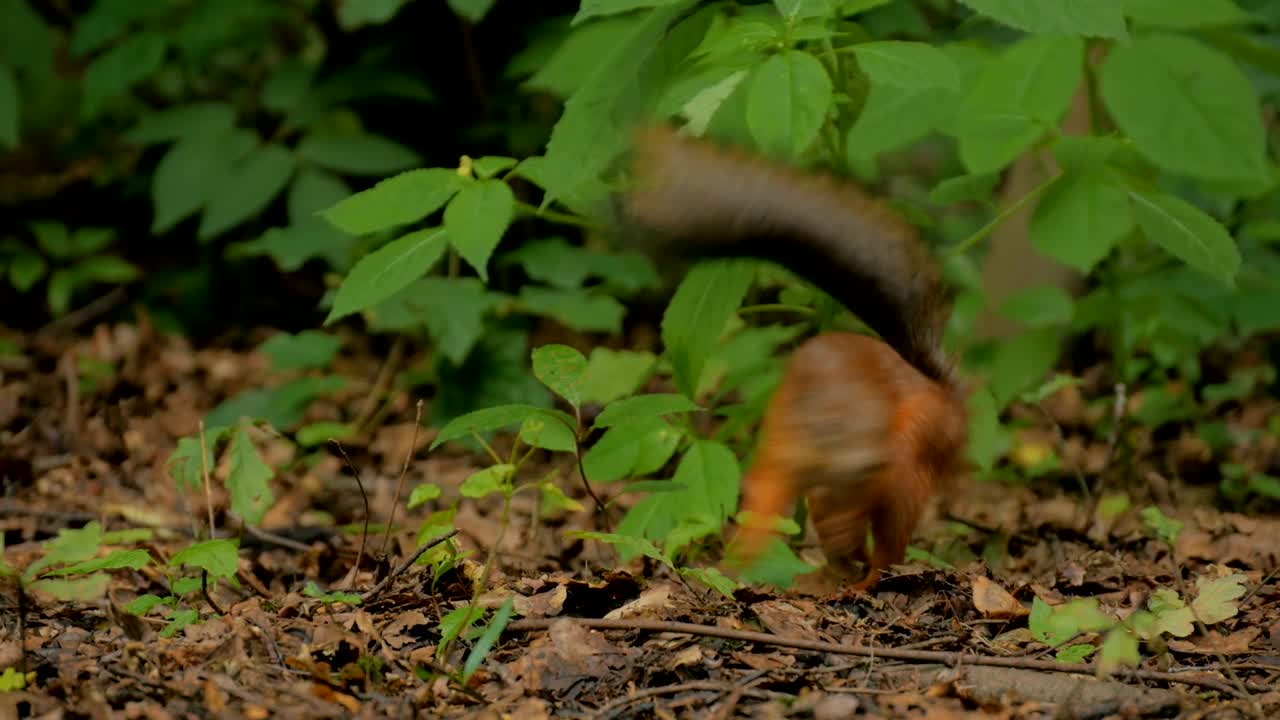 Simpatico scoiattolo rosso che nasconde le noci