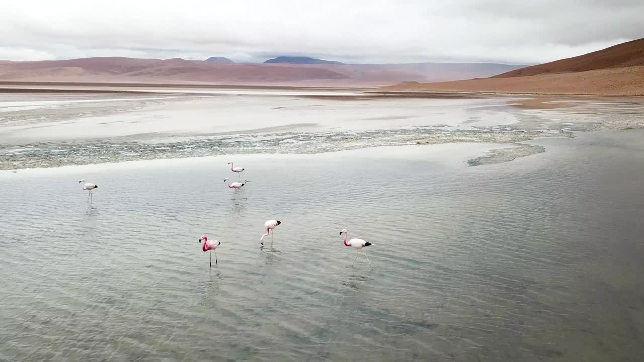 Vista aérea de um bando de flamingos em um lago de sal nas encostas da Reserva Nacional Los Flamencos, Deserto do Atacama, Chile