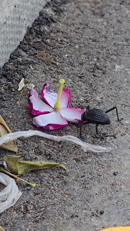 a desert beetle, also known as stenocara, spotted eating a flower on the road near the desert