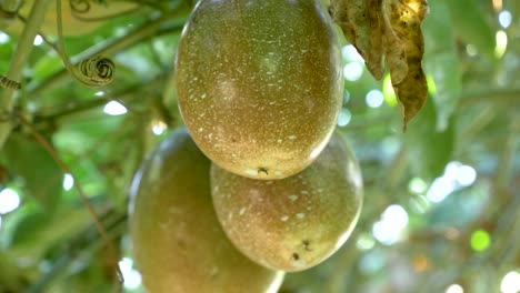passion fruit hanging, swaying sweet, hiding where sun and shade meet