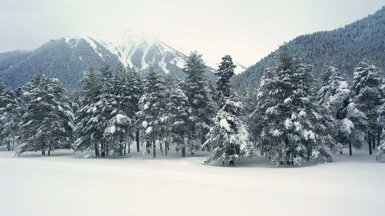 겨울의 아름다운 설경 숲. 눈 덮인 소나무 위를 날아다닌다.