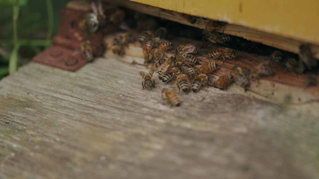 흥분한 암컷 일벌들이 떼를 지어 몰려들기 시작합니다.
