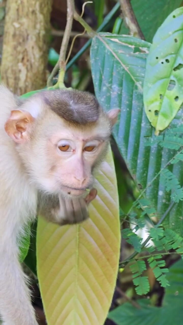 A young macaque monkey curiously examines large green leaves in a lush tropical jungle setting.