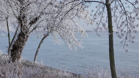 snow-covered trees by the rivershore of danube in galati, romania