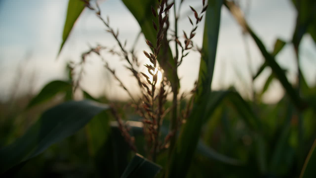 Low angle shot of a plant growing between some corn plants, on a sunny evening