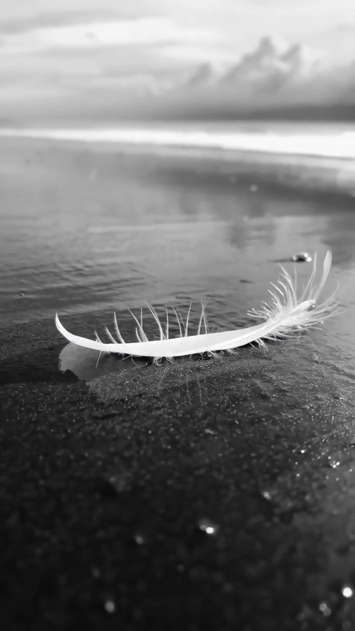 Hvid fjer, der hviler på vådt sand på stranden