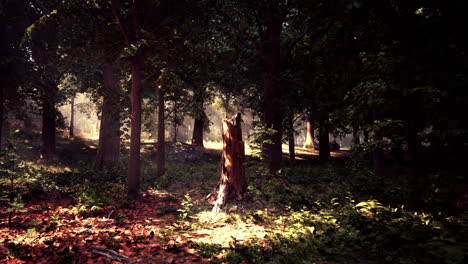 camino tranquilo del bosque
