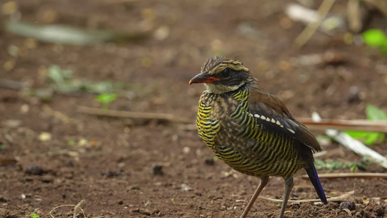 Javan Banded Pitta Hydromis Guajanus birds is an endemic bird in the area of Carita forest of Java Indonesia