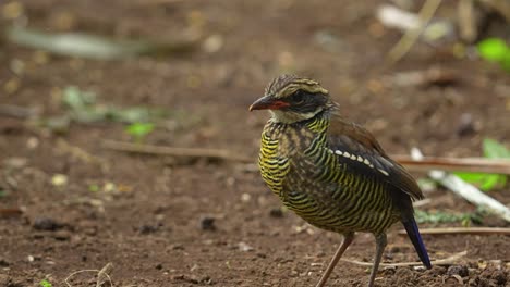 javan banded pitta hydromis guajanus birds is an endemic bird in the area of carita forest of java indonesia