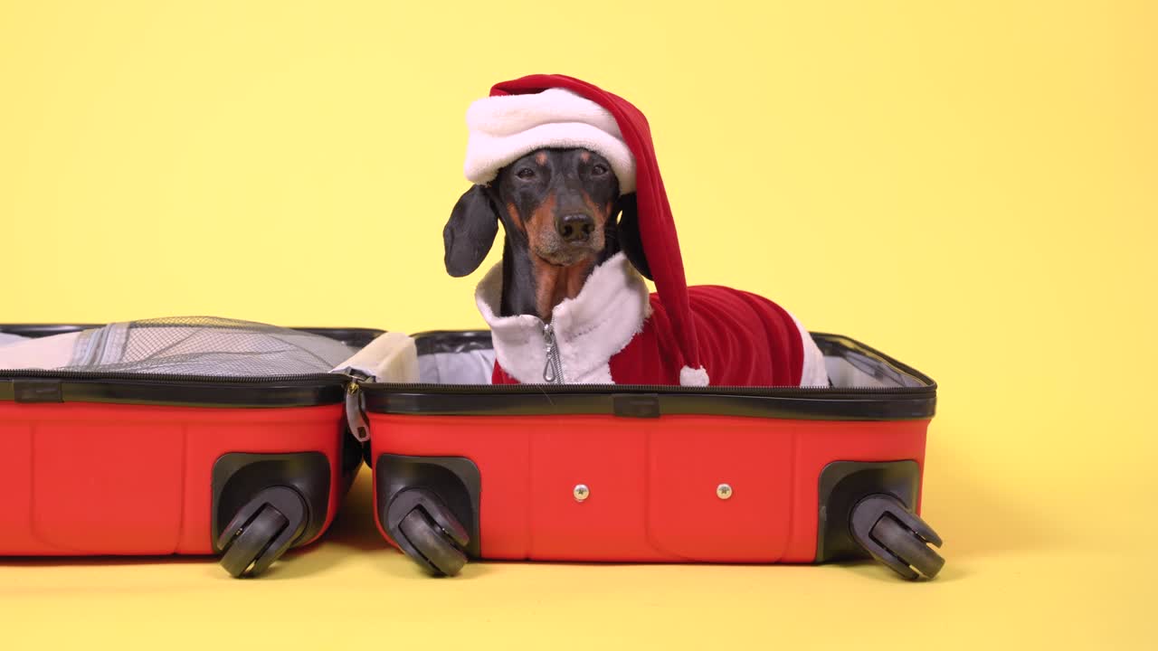 Adorable dachshund dog in Santa costume and hat is sitting in open suitcase, preparing to go on vacation for the Christmas holidays, barking and running away, yellow background.
