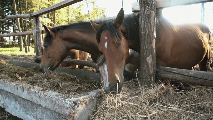 A flock of horses eating hay