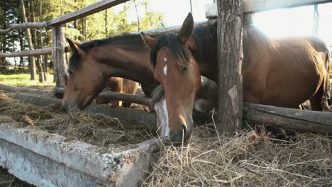 un rebaño de caballos comiendo heno