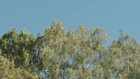 trees and sky