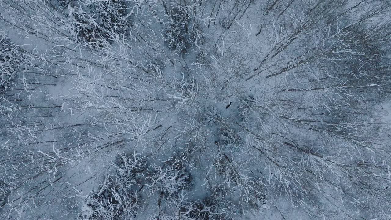 vista aerea di cervi europei che corrono sulla foresta coperta di neve, giorno invernale nuvoloso, ampio drone birdseye girato in avanti