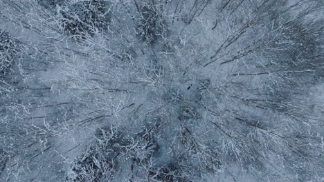 aerial view of european roe deer running on the snow covered forest, overcast winter day, wide birdseye drone shot moving forward