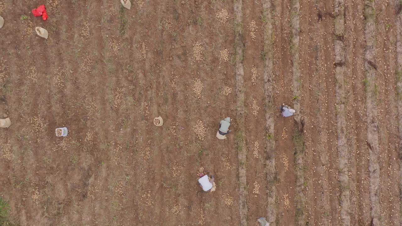 도미니카 공화국 콘스탄자 근처에서 농작물을 파는 노동자들과 함께 감자 농장에서 수확 시즌