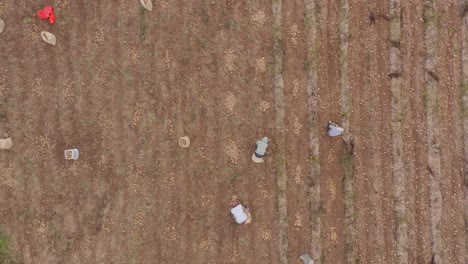 Erntezeit-Auf-Der-Kartoffelfarm-Mit-Arbeitern,-Die-Ernten-In-Der-Nähe-Von-Constanza,-Dominikanische-Republik,-Graben