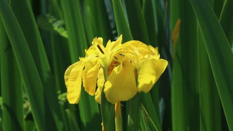 Primer-Plano-De-La-Flor-De-Bandera-Amarilla,-Iris-Pseudacorus