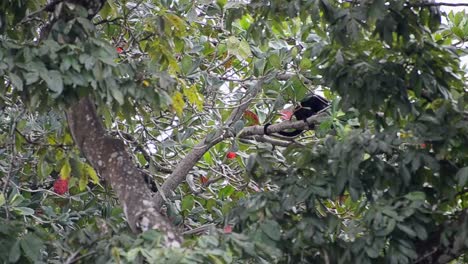 multiple mantled howler monkeys climbing through the thick and leafy foliage of a coastal rainforest in central america