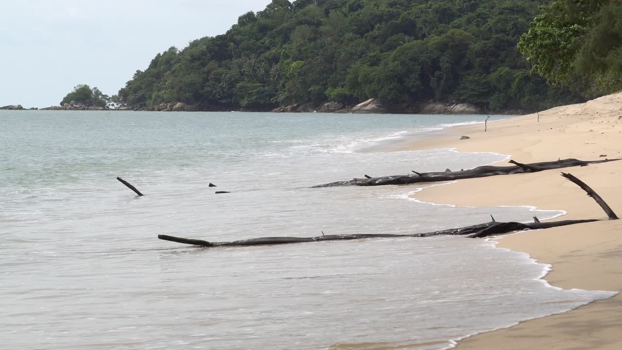 해변에 있는 벌거벗은 나무 줄기.