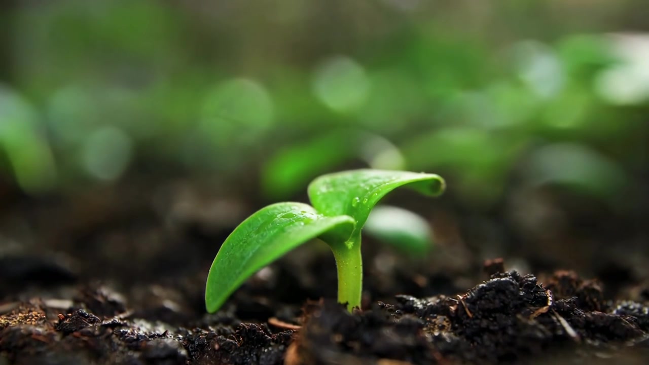 Piccolo germoglio verde che cresce da terreno fertile