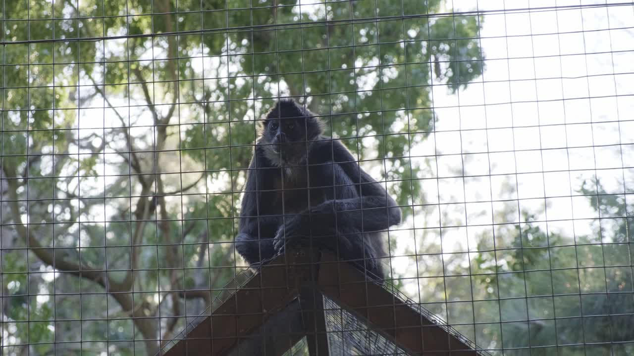 adorable mono primate sentado en el vértice del techo de un recinto de madera detrás de una valla de alambre