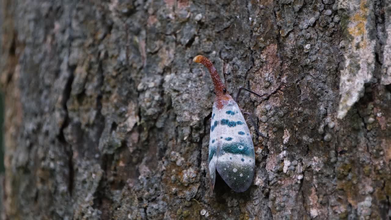 visto en la corteza del árbol balanceando lentamente su cuerpo hacia los lados, un insecto tan encantador, linterna, pyrops ducalis sundayrain, parque nacional khao yai, tailandia