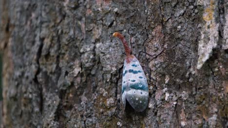 Auf-Der-Rinde-Des-Baumes-Zu-Sehen,-Der-Langsam-Seinen-Körper-Seitwärts-Schwingt,-So-Ein-Schönes-Insekt,-Laternenfliege,-Pyrops-Ducalis-Sundayrain,-Khao-Yai-Nationalpark,-Thailand