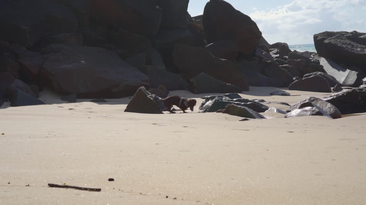 Sausage dog walking by the rocks on the beach in Urunga in New South Wales