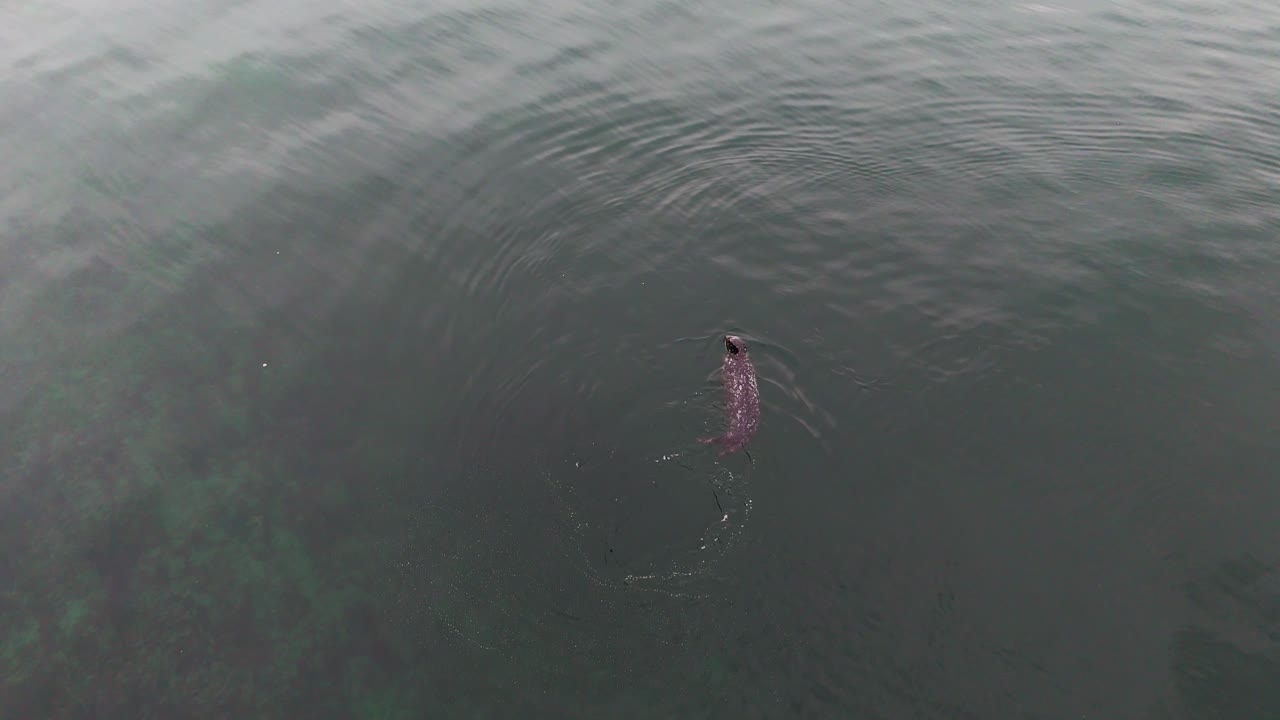 워싱턴 주 기그 하버 (gig harbor) 에서 잠수하기 전에 물 표면에서 헤엄치는 귀여운 항구 해파리