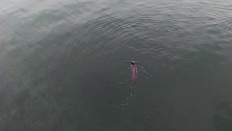 Cute-Harbor-seal-swimming-on-surface-of-water-before-submerging-in-Gig-Harbor,-Washington-State