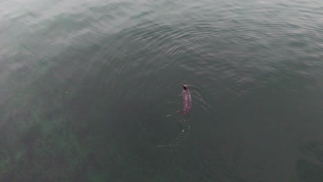 워싱턴 주 기그 하버 (gig harbor) 에서 잠수하기 전에 물 표면에서 헤엄치는 귀여운 항구 해파리