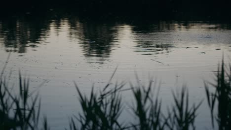 -Subterranean-life-form-activity-make-air-bubbles-appear-on-lake-water