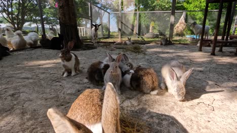 rabbits interact and explore in a sunny farm