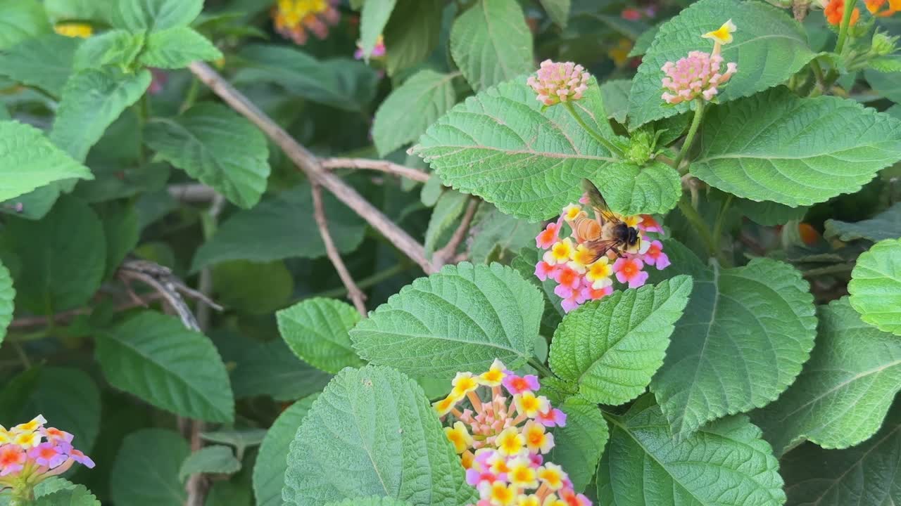 Closeup of a honey bee pollinating a cluster of Lantana camara flowers commonly known as Lantana or Wild Sage, all parts of the Lantana plant are toxic especially to livestock