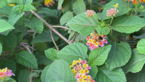 closeup of a honey bee pollinating a cluster of lantana camara flowers commonly known as lantana or wild sage, all parts of the lantana plant are toxic especially to livestock
