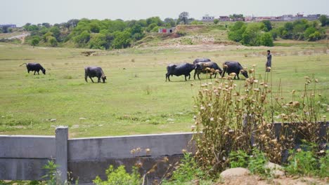 a slow-mo view of a villager in a farm field and feeding the buffalos