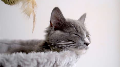 portrait of a gray cat with yellow eyes, wanting to sleep