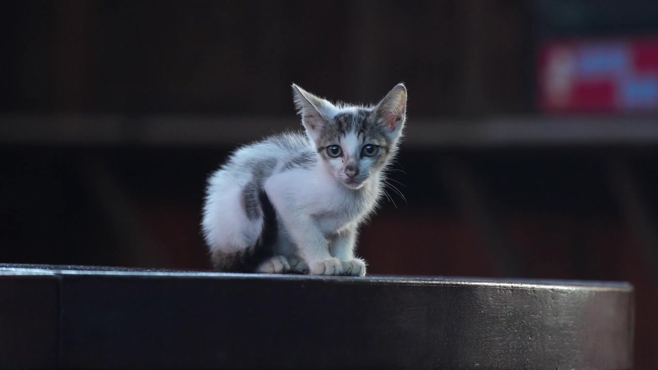 Metal bir platformun üzerinde tek başına duran minik bir kedi yavrusu.