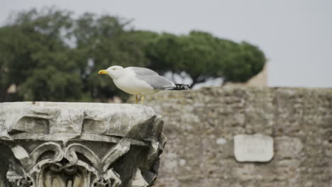 seagull perched drinking from fountain on overcast day, slow motion