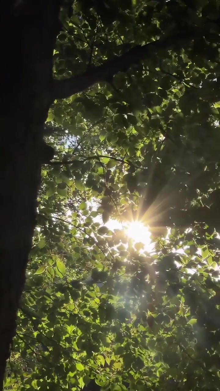 Sunlight Filtering Through Green Tree Leaves