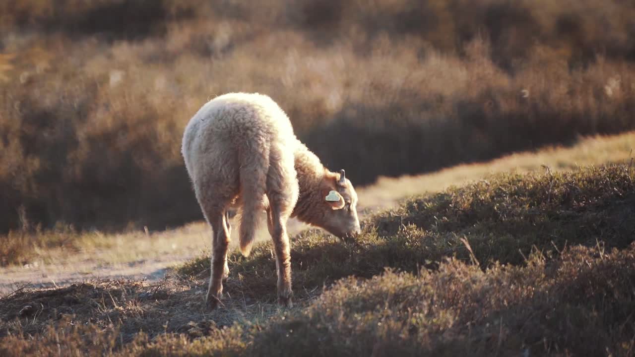 ovejas jóvenes pastando en un campo soleado, tiro a cámara lenta