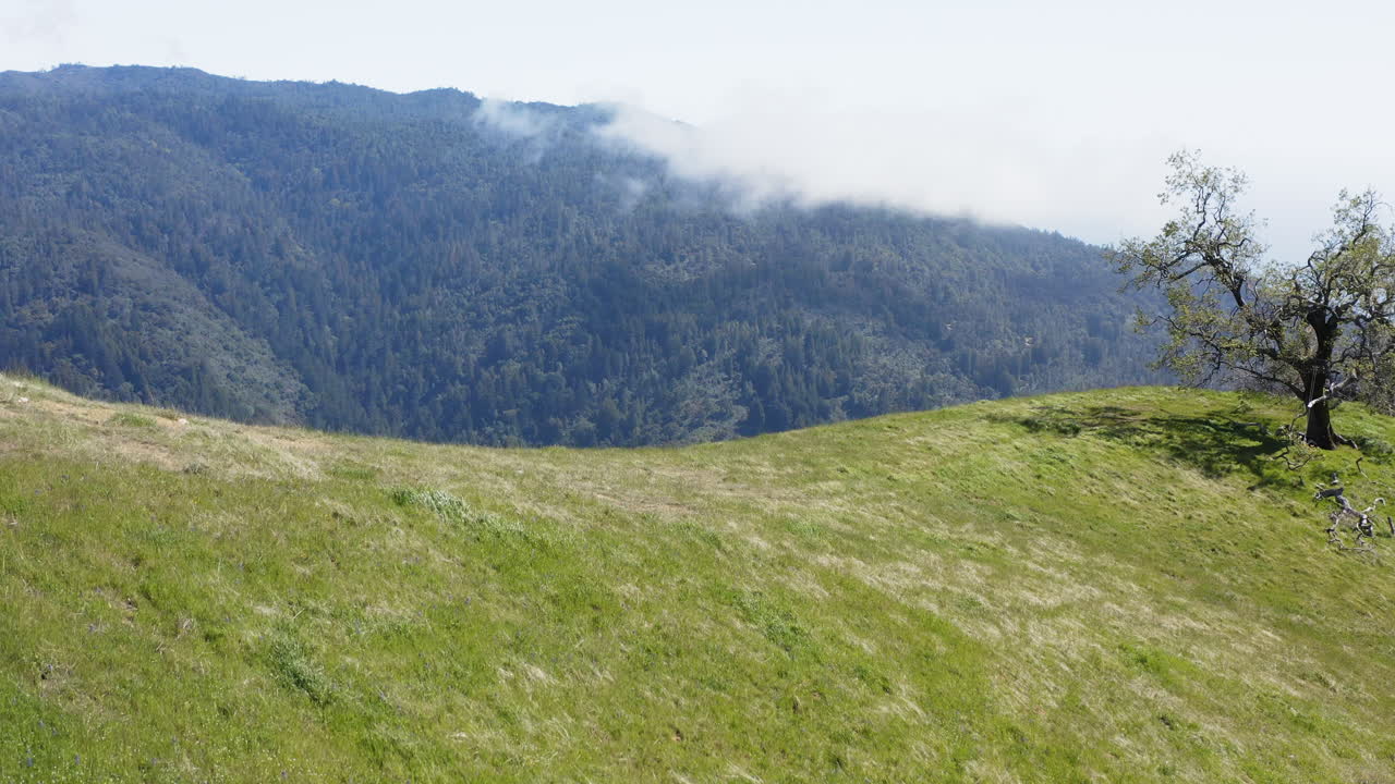 Aerial drone shot pulling back close to trees, revealing lush green hills and scenic landscape.