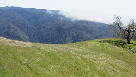 aerial drone shot pulling back close to trees, revealing lush green hills and scenic landscape.