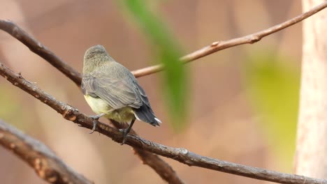 hummingbird relaxing on near nest