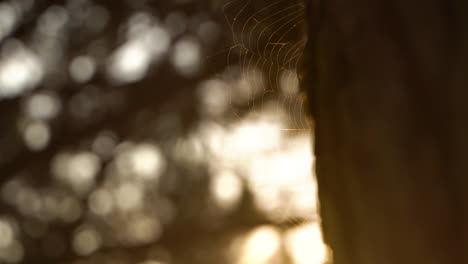 Puesta-De-Sol-Detrás-De-Una-Telaraña-En-Un-árbol---Revelar---Cerrar