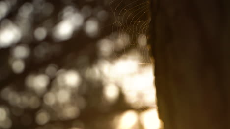 puesta de sol detrás de una telaraña en un árbol - revelar - cerrar