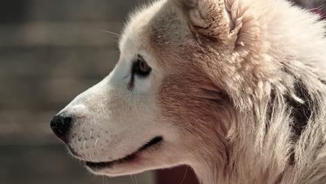 husky dog looking attentively as seen from a side profile