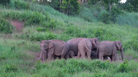 Elefante-Indio,-Elephas-Maximus-Indicus,-Parque-Nacional-Khao-Yai,-Tailandia