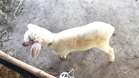ovejas pequeñas en un recinto de la granja